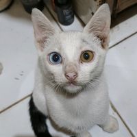 suara asli - Rahul