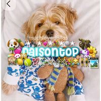 adopt_2024