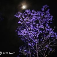 javielsombra_8616
