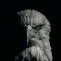 king_tik82