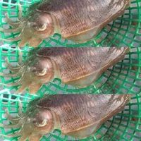 오리지널 사운드 - 갑오징어세마리