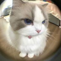 เสียงต้นฉบับ - milk