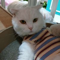 오리지널 사운드 - 🦮🐱럭키코코맘🐶💘cocomom