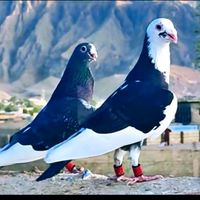 amirarif786