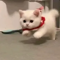 original sound - floralrose07