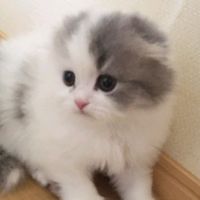 nyankichi_1