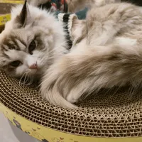 original sound - k.s.kamolsasi2