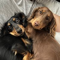 twosausy