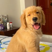 cristianogoldendog