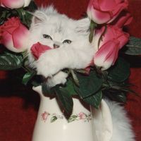 kkaowky