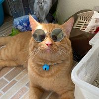 momomv2