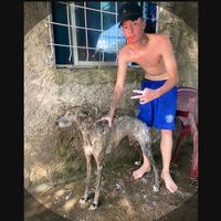galgos_franco
