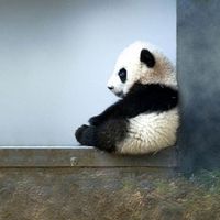 âm thanh gốc - Quang Son 🎧