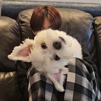 forjungsolwie