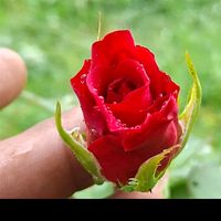 aak45265
