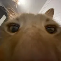 original sound - nasttik9