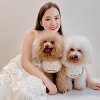 bichon_poodle