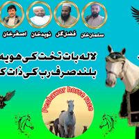 peshawar.horses