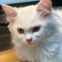 nhạc nền - cat min