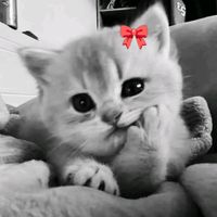 bridgetkia012