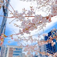 オリジナル楽曲 - エモエモのエモ