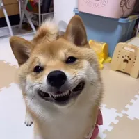 original sound - hanachi610