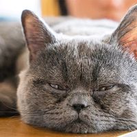 suara asli - TaNgkaNguik