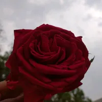 original sound - naima12138