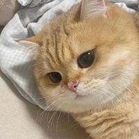 cutebearsonly