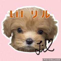 maltipoo_teacupdog