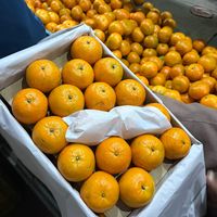 ranjha_kinno_factory_313