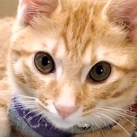 orangekitty00