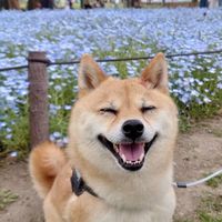 kotaro_0907shiba