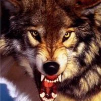 namysty_ruhty_kazak