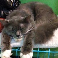 suara asli - Eka wijiastuti