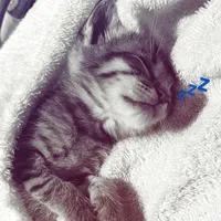 original sound - mt._viduyet