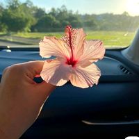 estrella_g52