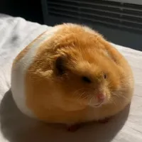 original sound - tol_vus