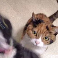 original sound - 0sh4r13