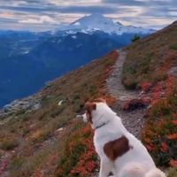 orijinal ses