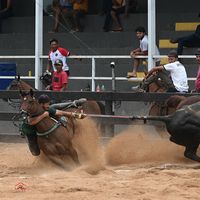 leodechita406
