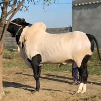 original sound - dandannayshokeen.00