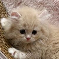 オリジナル楽曲 - 🧡🧸🍓🖤🫶🐱ꕤ୭you🐾🍩M🍑🦭🍊🐰