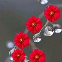 latha_jeni