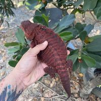 dobydaddragon