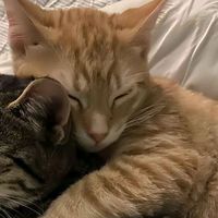 original sound - •Lunar_Eclipse•