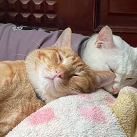 nhạc nền - Tuyet và Cam thúi