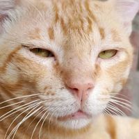 suara asli - segouduk