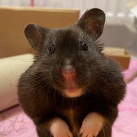 midnight.the.hammy