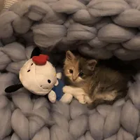 One Last Wish Song By Raman Goyal